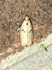 Scythropiodes issikii