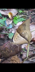 Archaeoprepona amphimachus