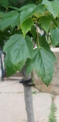 Acer rubrum
