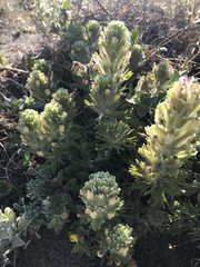 Castilleja exserta latifolia