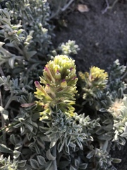Castilleja exserta latifolia