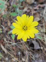 Lagophylla glandulosa