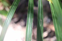 Dypsis lutescens