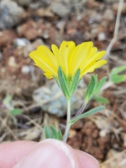 Lagophylla glandulosa