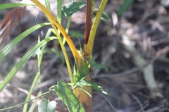 Dypsis lutescens