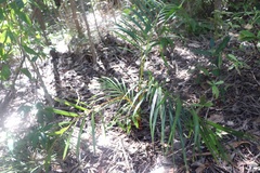 Dypsis lutescens