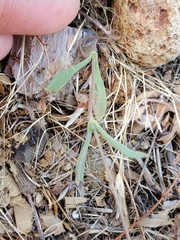 Lagophylla glandulosa