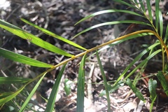 Dypsis lutescens
