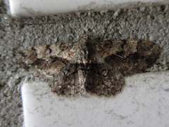 Satoblephara parvularia