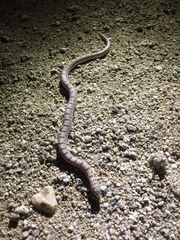 Phyllorhynchus decurtatus