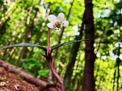 Chimaphila