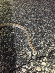 Phyllorhynchus decurtatus