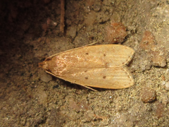 Dichomeris minutia