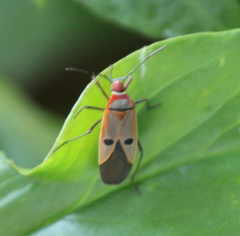 Dysdercus superstitiosus