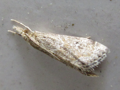 Microchilo inexpectellus