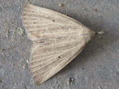 Stenhypena nigripuncta