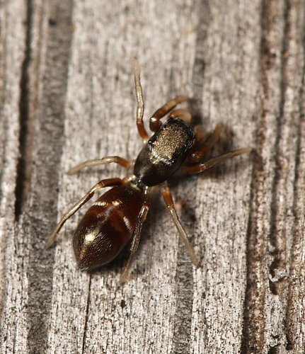 Palaearctic Antmimic Jumping Spider