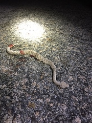 Crotalus cerastes laterorepens
