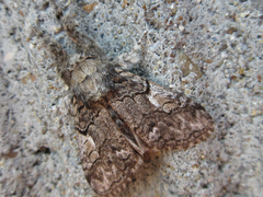 Calliteara conjuncta