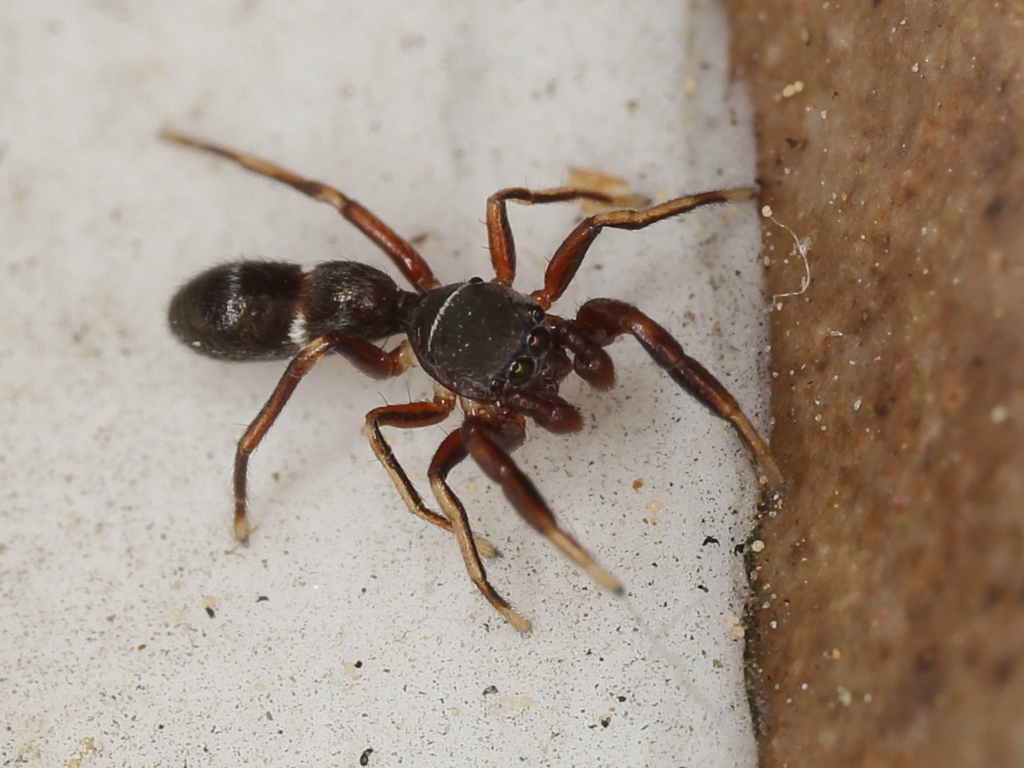 ant spider