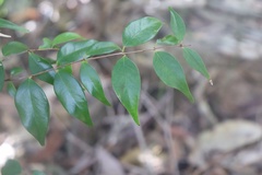 Syzygium luehmannii
