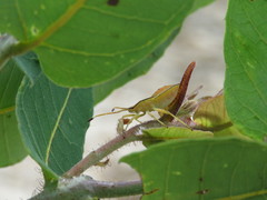 Amorbini