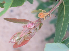 Amorbini
