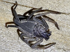 Trachycosmidae