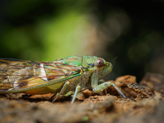 Orientopsaltria fuliginosa