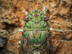 Orientopsaltria fuliginosa