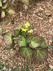Epimedium × versicolor