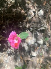 Hibiscus lavateroides