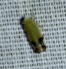 Deltanus bicolor