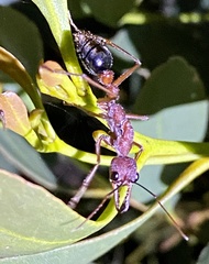 Myrmecia analis
