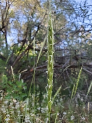Elymus glaucus glaucus