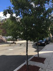 Pyrus calleryana
