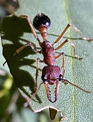 Myrmecia analis