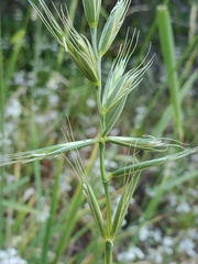 Elymus glaucus glaucus