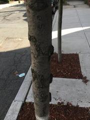 Pyrus calleryana