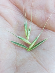 Elymus glaucus glaucus