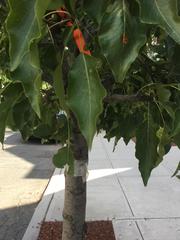 Pyrus calleryana