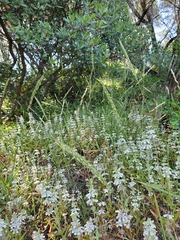 Elymus glaucus glaucus