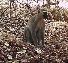 Chlorocebus tantalus