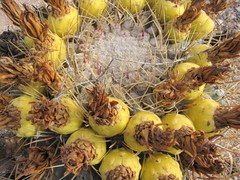 Ferocactus emoryi emoryi