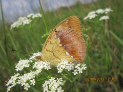 Argynnis laodice