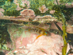 Notoclinops segmentatus