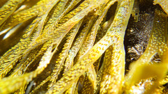 Dictyota kunthii