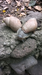Megalobulimus