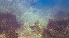 Aplodactylus arctidens