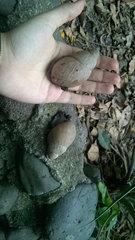 Megalobulimus